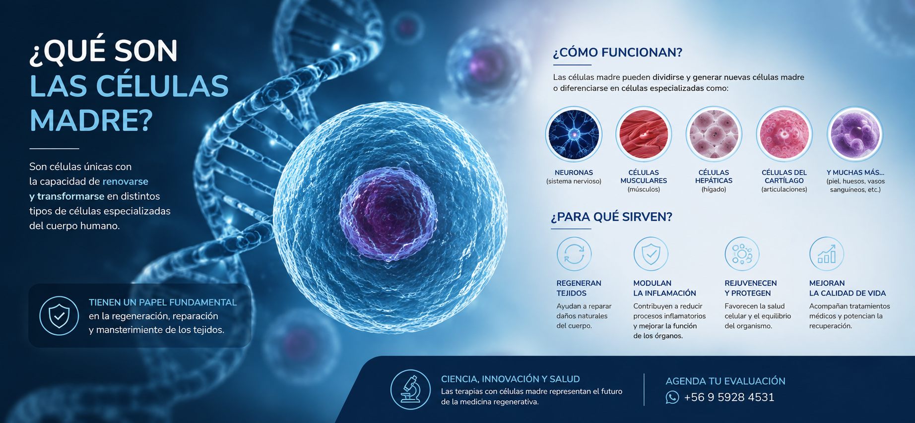 Qué son las células madre: capacidad de renovarse y transformarse en distintos tipos de células especializadas del cuerpo humano